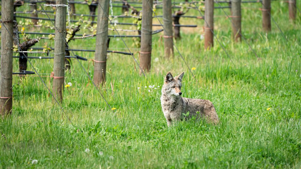 Coyote standing in a vineyard.