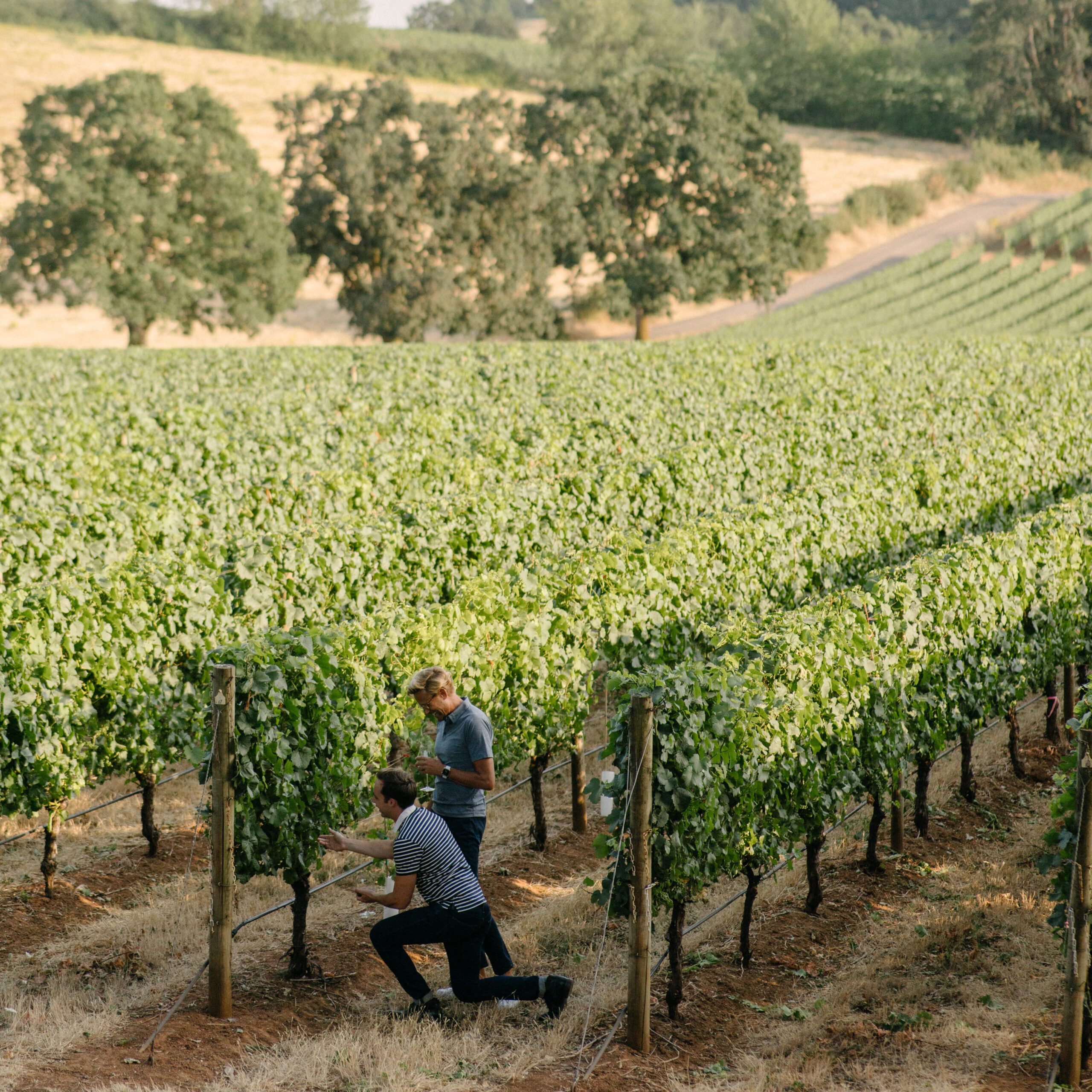Two people in a vineyard.